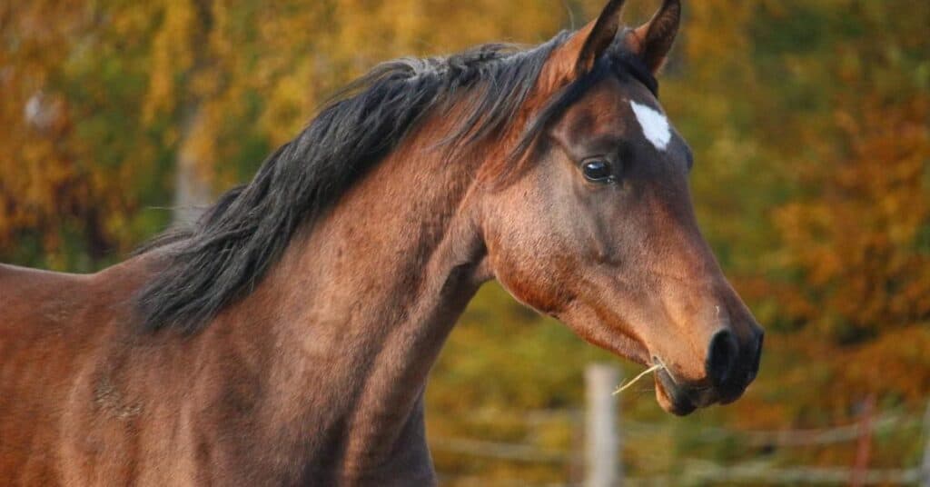 Gard : un cas du virus West Nile confirmé sur un cheval