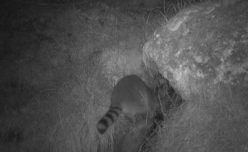 Pyrénées-Orientales : un raton laveur observé dans une réserve naturelle, pourquoi est-ce un problème ?
