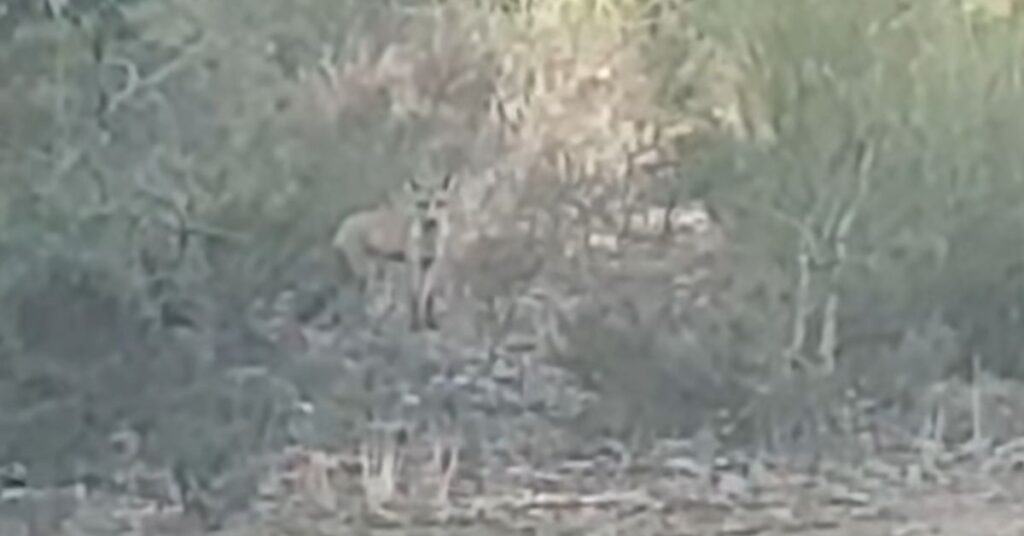 Pyrénées-Orientales : chacal doré ou renard ? quel est cet animal aperçu dans le massif du Canigó ?