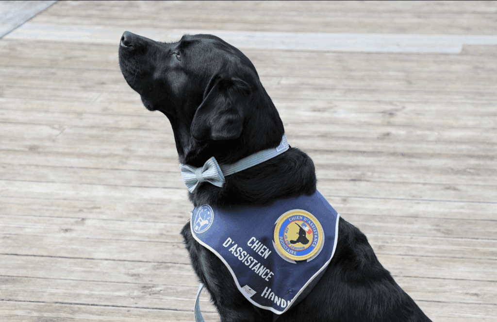 Aveyron : qui est Ugli, le premier chien d’assistance judiciaire ?