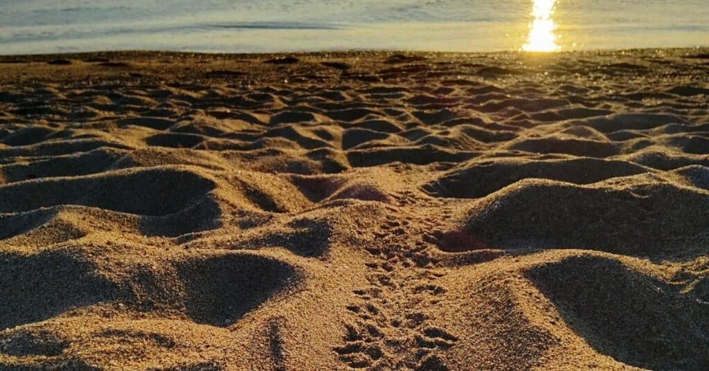 Pyrénées-Orientales : 15 bébés tortues nés sur la plage d’Argelès-sur-Mer