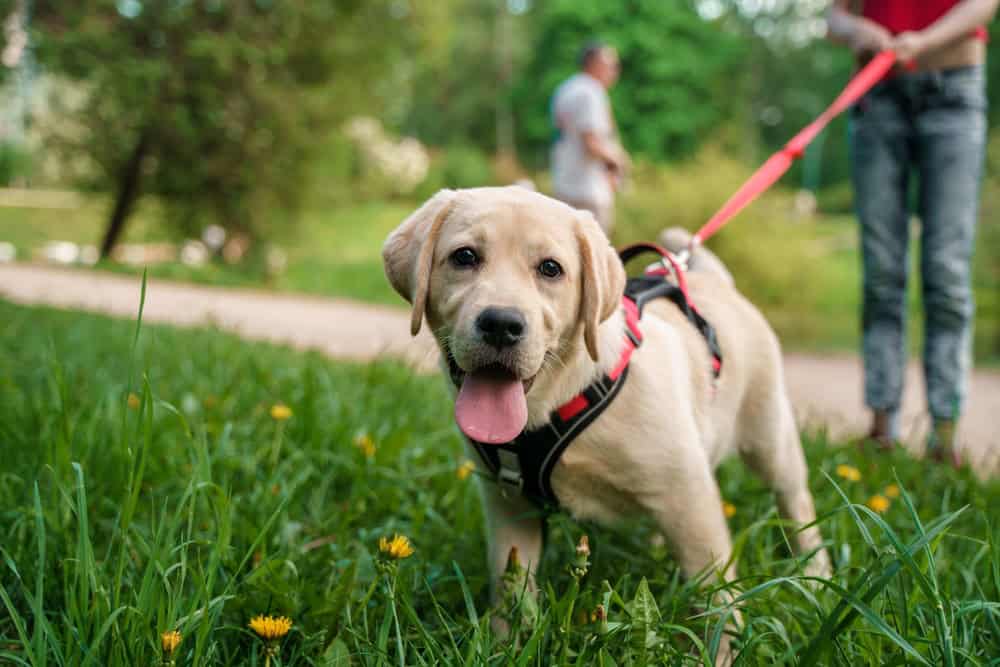 Montpellier : des séances d’éducation canine gratuites au parc de la Lironde
