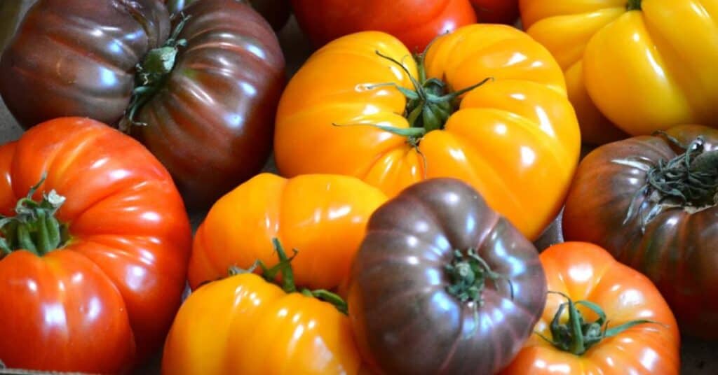 Montpellier : de toutes les formes et couleurs, le festival de la tomate se dévoile