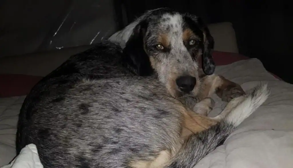 Gers : un chien torturé succombe à ses blessures, une enquête en cours
