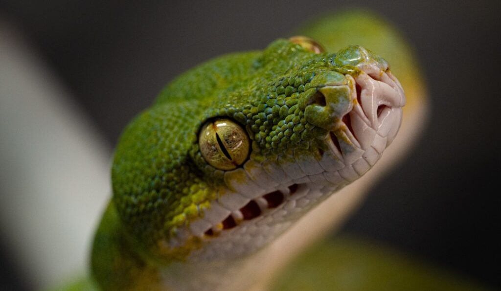 Nîmes : Les Reptiliades, « le plus grand salon terrariophile de France », c’est pour bientôt !