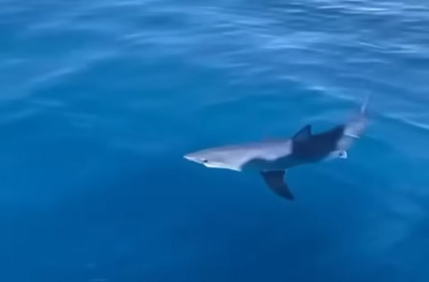 Gard : un requin rare observé et filmé au large du Grau-du-Roi
