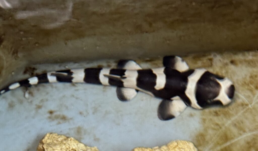 Gard : naissance d’un bébé requin bambou au Seaquarium