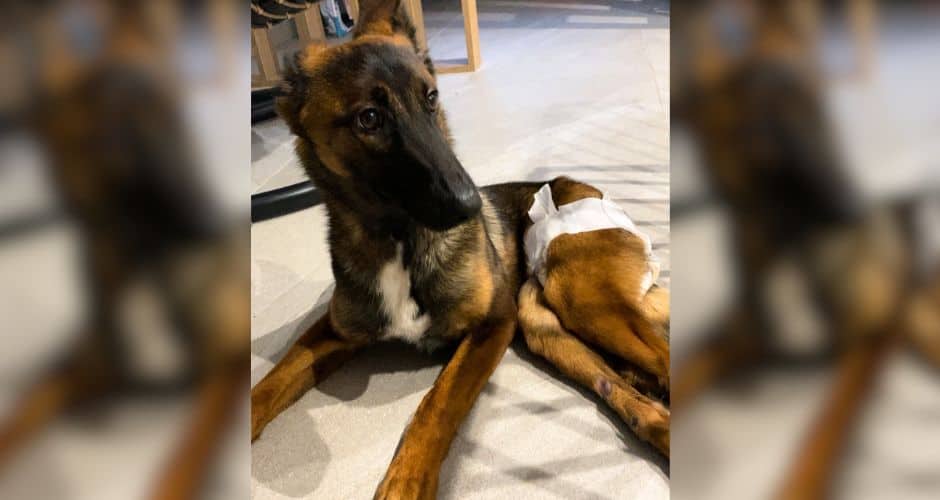 Tabassée à coups de barre de fer, un appel à l’aide pour la chienne paralysée Maya