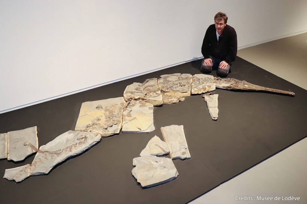 Hérault : un crocodile vieux de 180 millions d’années au Musée de Lodève