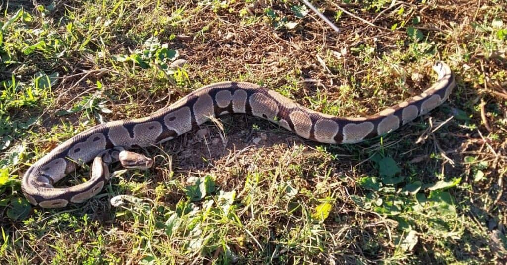 Gard : un python royal en hypothermie secouru par les sapeurs-pompiers à Alès