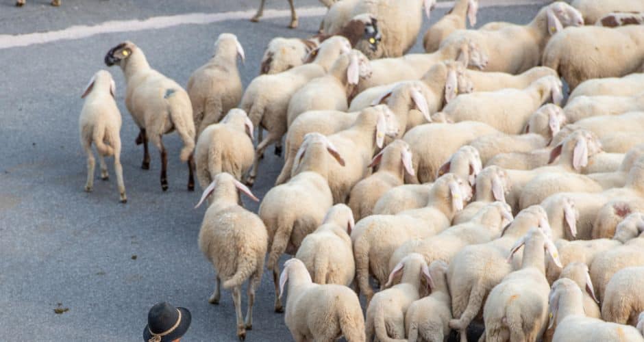 Grau-du-Roi : la transhumance revient ce dimanche