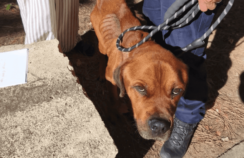 Gard : un chien en état de grande faiblesse secouru par la police et une association animale