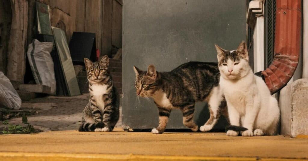 Perpignan : une colonie de chats menacée par la démolition d’un bâtiment, l’association S.E.P.A alerte