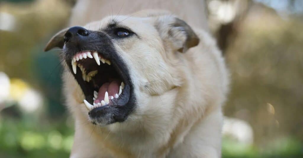 Haute-Garonne : une fillette de deux ans mordue au visage par un chien, une voisine tue l’animal