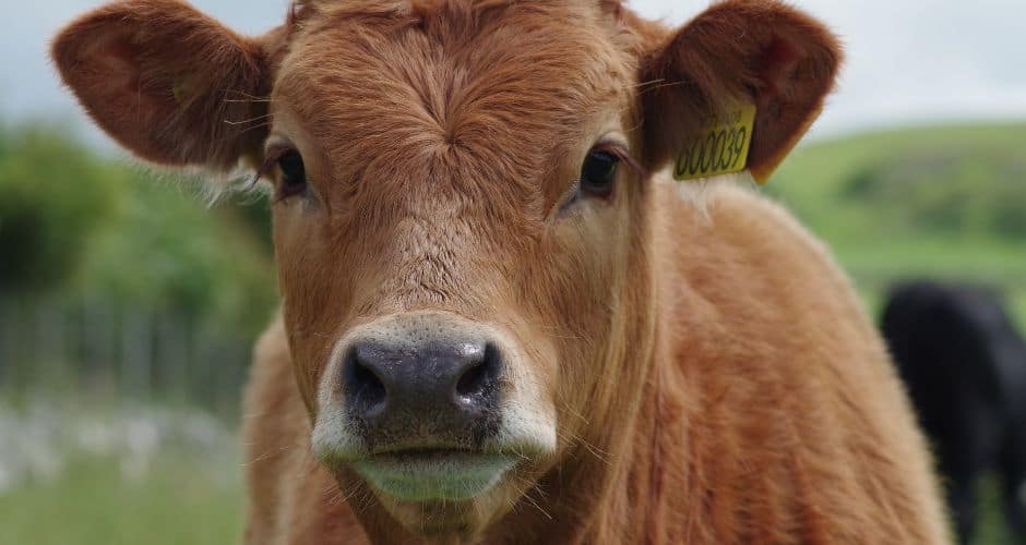 Aude : un fonds d’urgence de 329 400 euros pour les agriculteurs impactés par la DNC