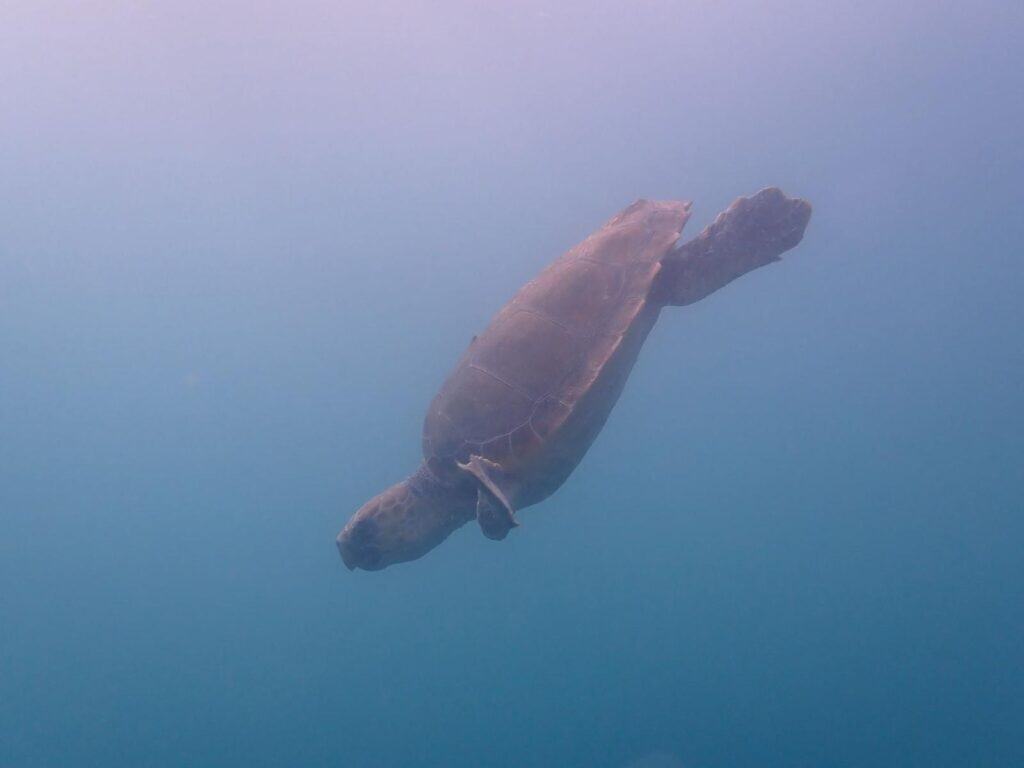 Gard : deux tortues caouannes relâchées en mer