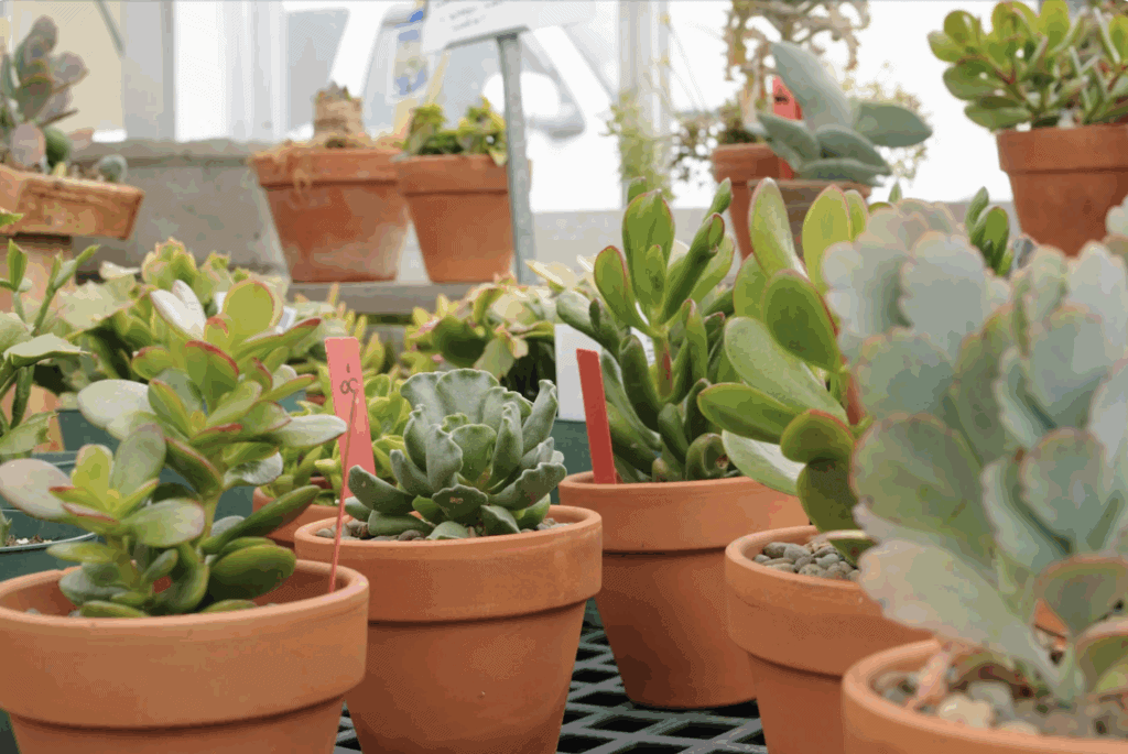 Montpellier : le paradis des plantes à prix mini débarque à la Halle Tropisme