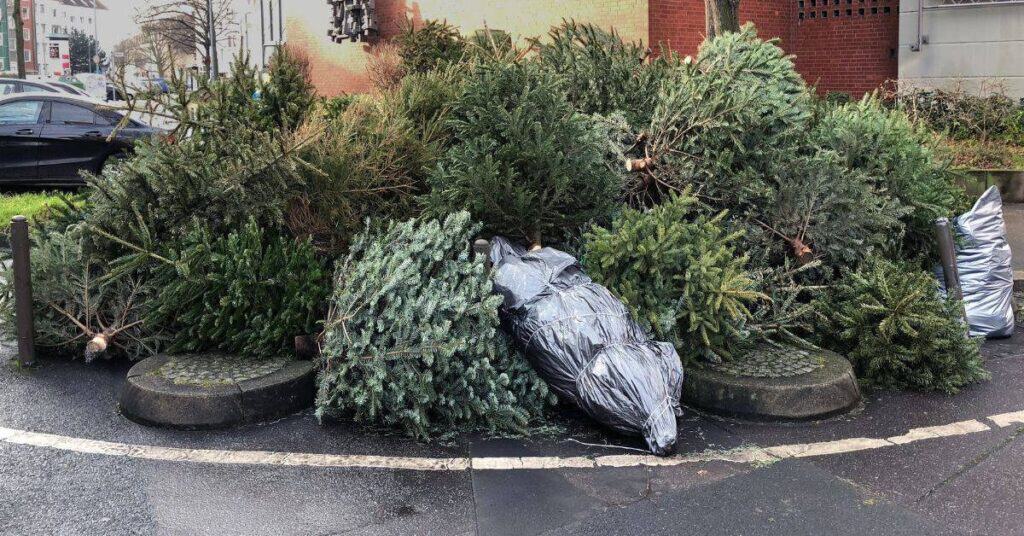 Nîmes : 96 parcs à sapins ouverts dans la métropole pour déposer son arbre après les fêtes
