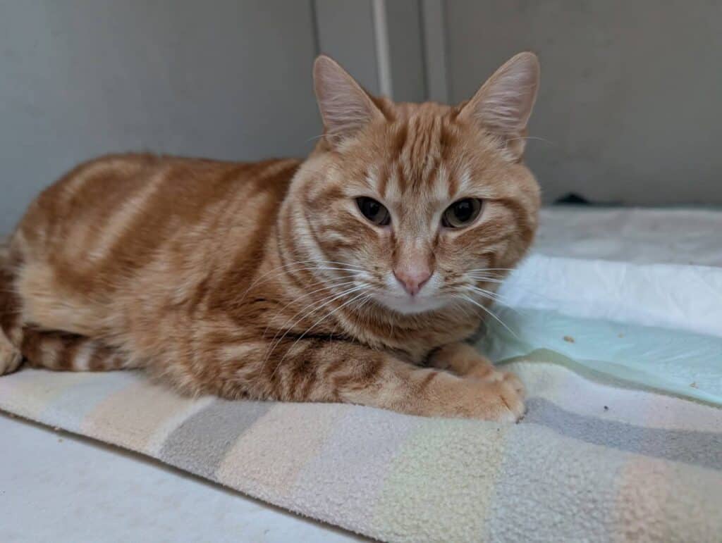 Ariège : un chat projeté d’un balcon, quatre mois de prison pour l’auteur