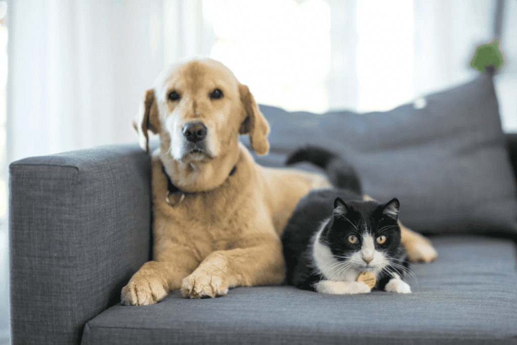 Perpignan : une grande collecte de Noël pour les animaux