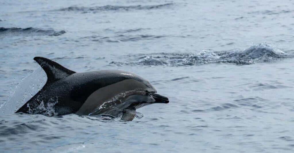 Gard : un dauphin vivant retrouvé échoué au Grau-du-Roi