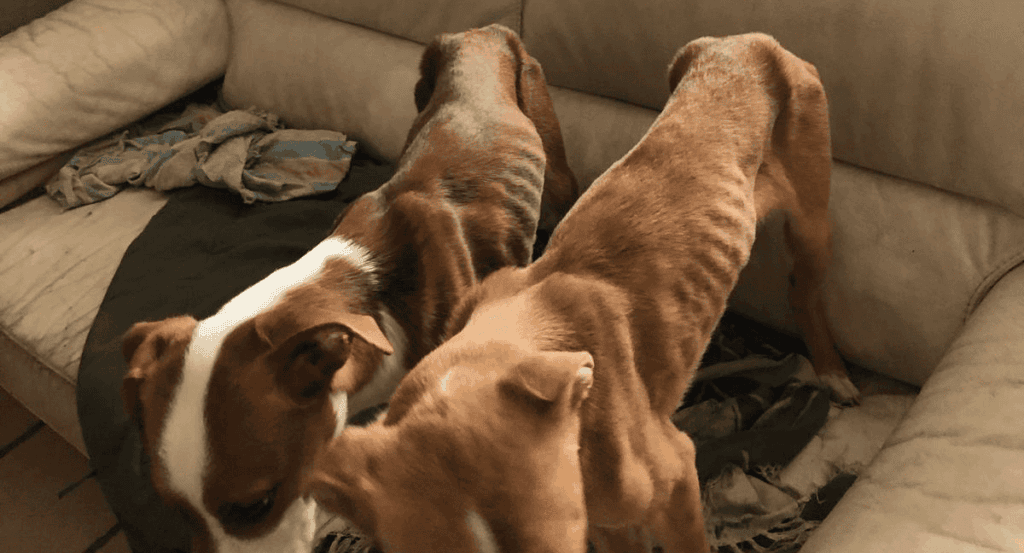Nîmes : deux chiens maltraités retrouvés sur un balcon