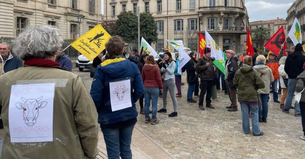Montpellier : « on vit dans la peur », les éleveurs vent debout contre l’abattage de leurs troupeaux