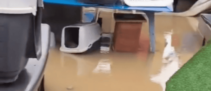 Béziers : inondé, le refuge des Chats libres appelle à l’aide