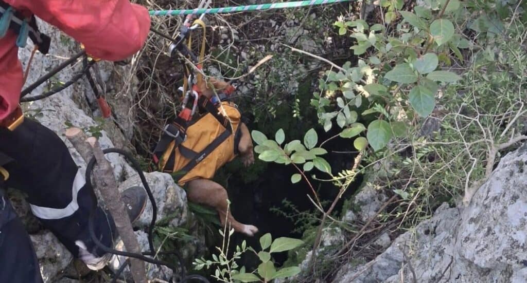 Gard : un chien de chasse tombe dans un trou d’environ 25 mètres