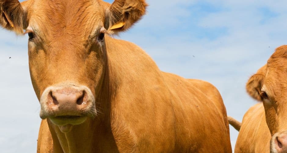 Lozère : le Département refuse de servir la viande du Mercosur dans les assiettes des collégiens