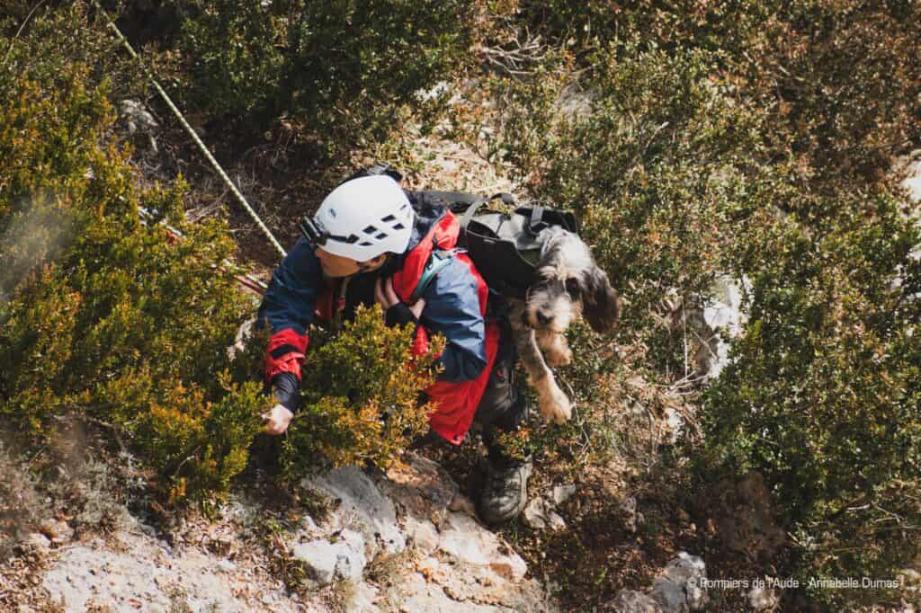 Aude : trois chiens secourus par les sapeurs-pompiers
