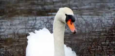 Camargue : une cinquantaine de cygnes retrouvés morts