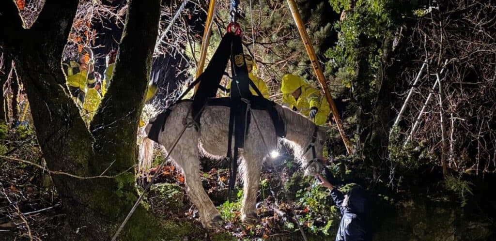 Hérault : les sapeurs-pompiers viennent en aide à un cheval tombé dans un ravin