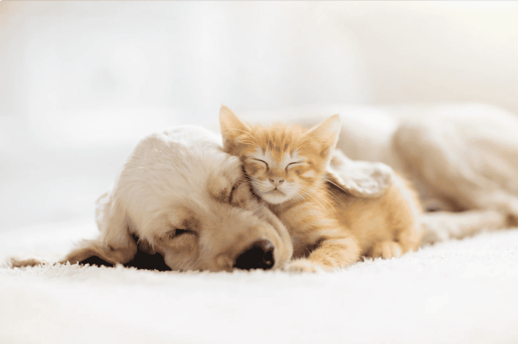 Hérault : le salon « Univers du chiot & chaton » à Pérols les 28 et 29 mars