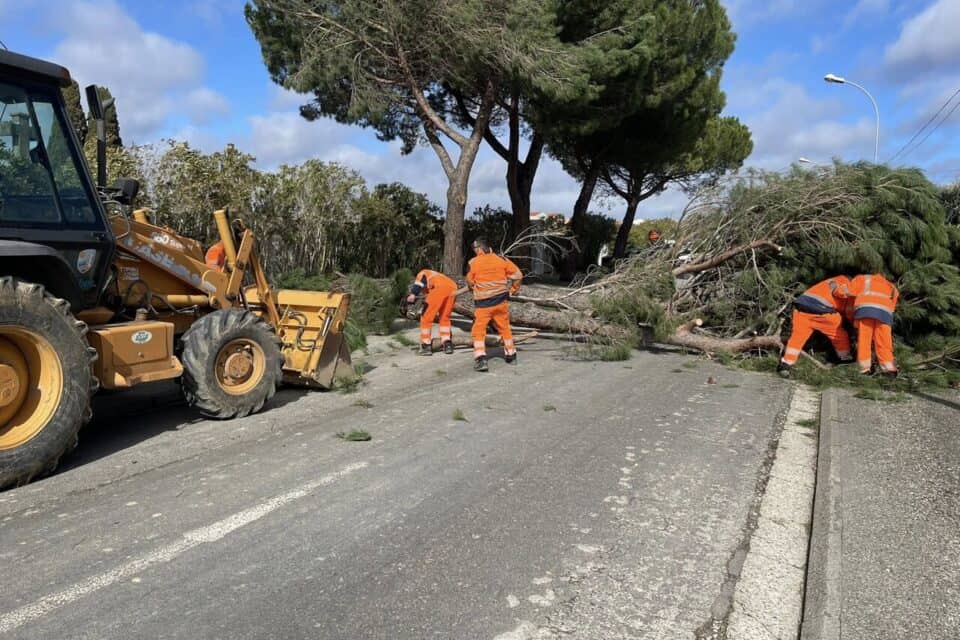 Aude : tempête Pedro, pins arrachés, trains à l’arrêt, équipements fermés