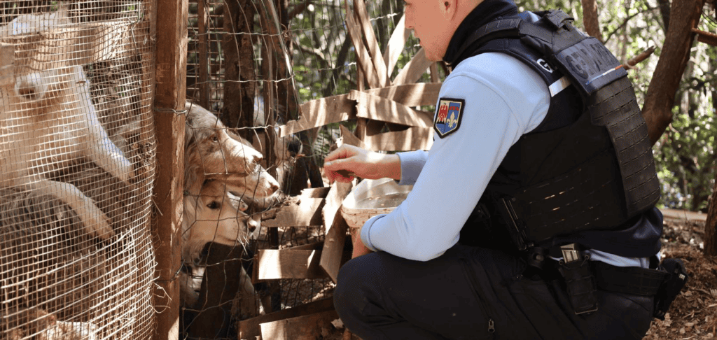 820 animaux sauvés, excréments et « conditions indignes »