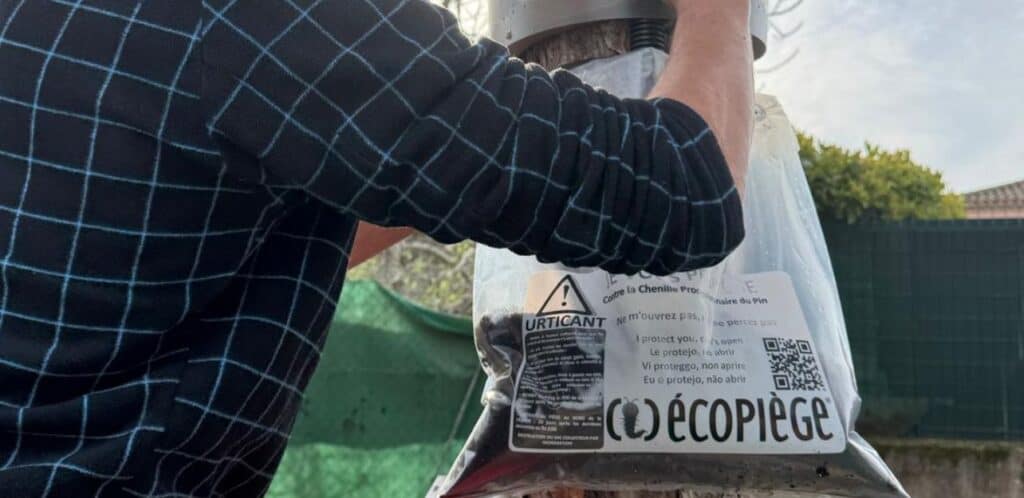 Hérault : chenilles processionnaires, des écopièges installés pour lutter contre leur prolifération