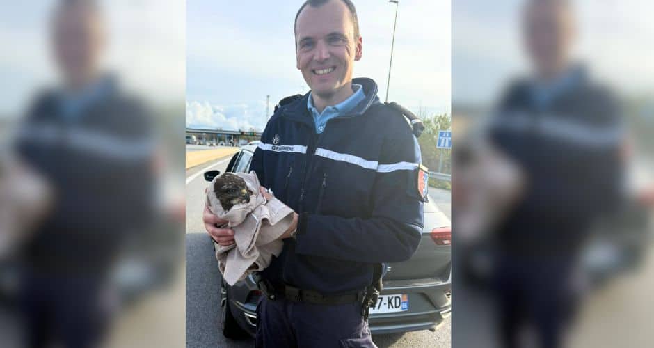 Autoroute A9 : un sauvetage inattendu pour la gendarmerie