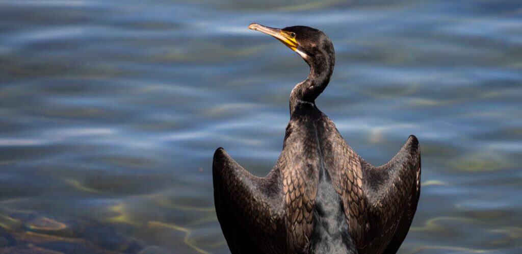 Pyrénées-Orientales : l’association S.E.P.A engage un recours contre un arrêté autorisant l’abattage de cormorans