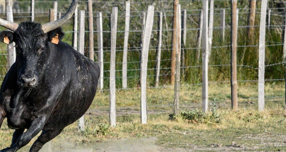 Camargue : un homme encorné par un taureau ce dimanche