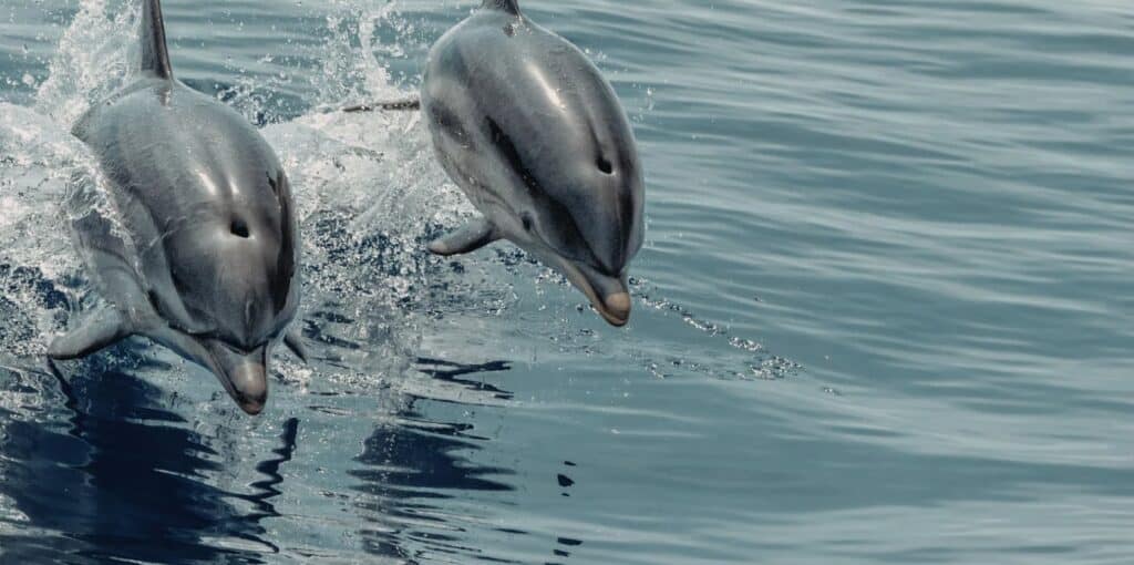 La Grande-Motte : des dauphins aperçus au large, la vidéo du jour