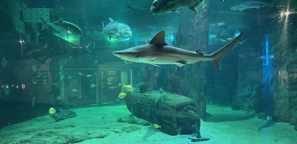 Gard : chasse aux oeufs, sorties natures et ateliers pour les vacances au Seaquarium du Grau-du-Roi