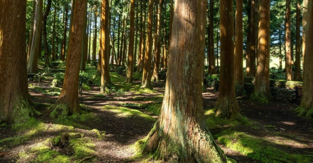 Un corps carbonisé retrouvé dans une forêt