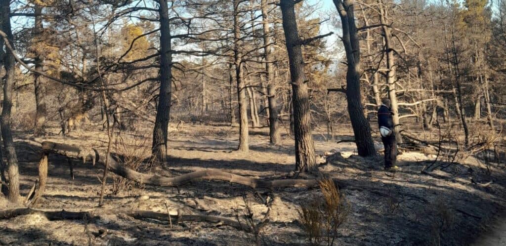 Lozère : un incendie parcourt 13 hectares, une centaine de sapeurs-pompiers mobilisés