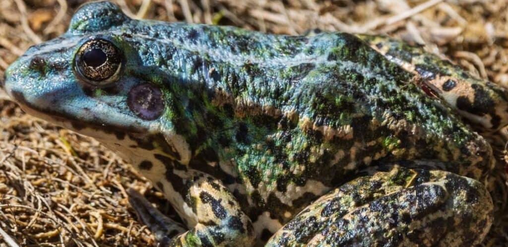 Hérault : une grenouille verte… bleue observée près de Montpellier