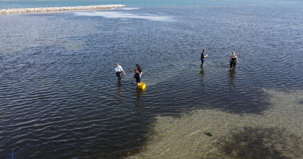Grau-du-Roi : l’herbier de zostères, redouté par les baigneurs, utile à la vie marine