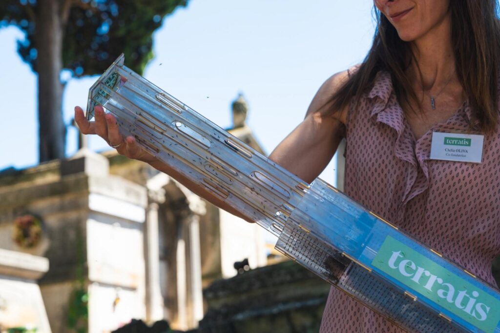 Toulouse : plus de 100 000 moustiques stériles lâchés pour lutter contre la prolifération