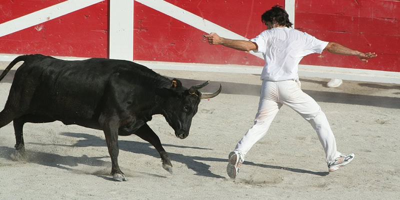 Grau-du-Roi : une course camarguaise dans les arènes ce samedi