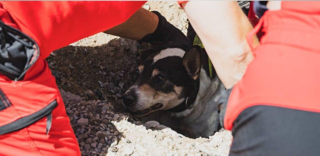 Aude : les sapeurs-pompiers secourent un chien coincé dans une canalisation
