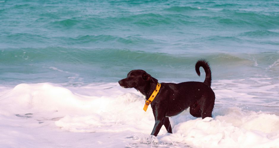 Grau-du-Roi : où sera située la plage dédiée aux chiens ?